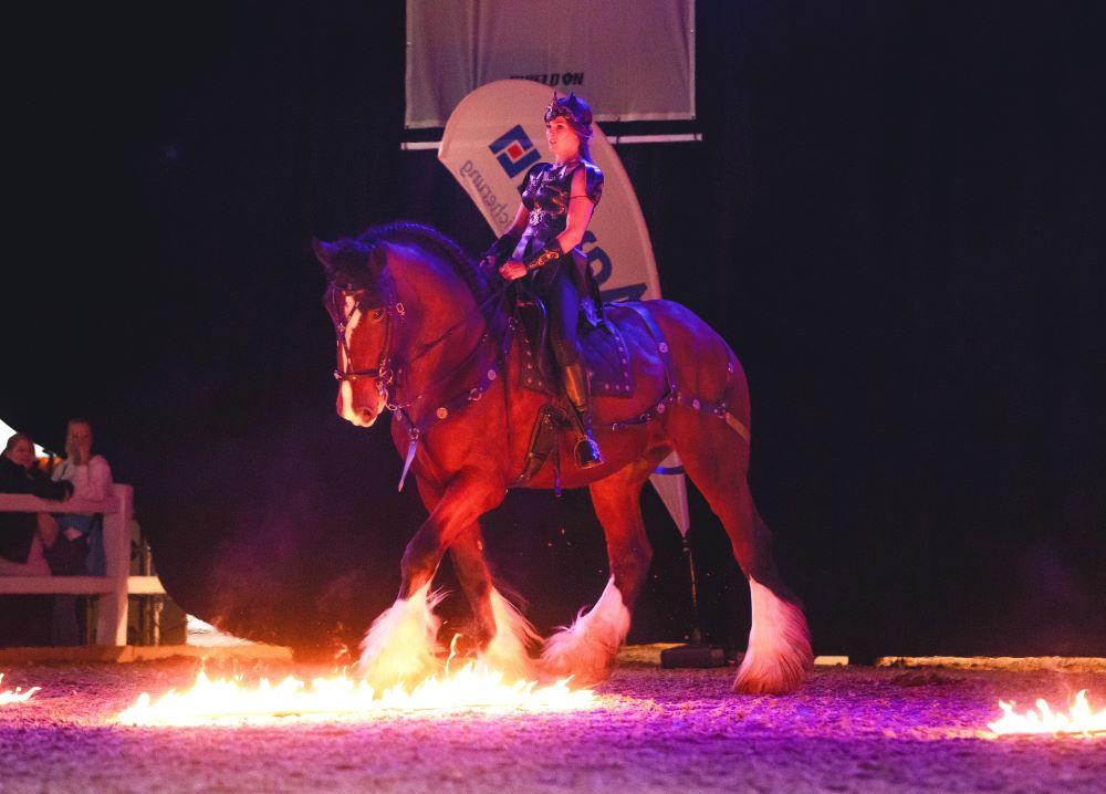 Shire Horse Wallach Warrior, Feuershow